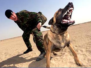 Британские военные подсчитали, что одна хорошо обученная собака может заменить десятерых человек