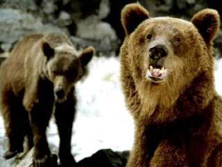 На Ямале медведи и волки начали охоту на людей