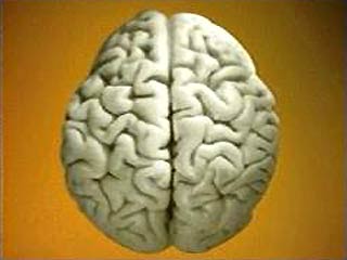Сканирование головного мозга станет не одним из методов проведения тестов IQ