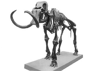 В Томской области найден скелет гигантского мамонта