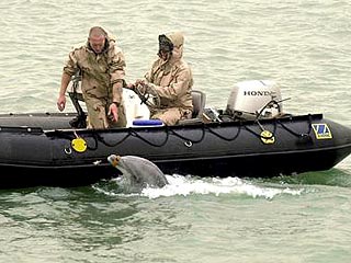 Защитники животных осуждают использование дельфинов в Ираке