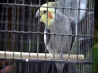 Московские попугаи заразили орнитозом 51 человека в Республике Коми