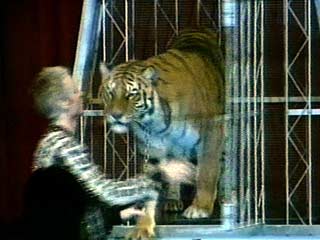 Тигр по кличке Шанхай из итальянского цирка, гастролирующего в Мадриде, напал на кормившего его работника и оторвал ему правую руку выше локтя