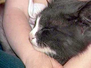 В Англии объявлен бойкот похитителям кошки