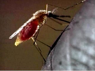 Малярийных комаров будут уничтожать генетически измененными бактериями