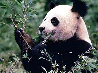 Фригидность гигантских панд вынуждает прибегнуть к искусственному оплодотворению