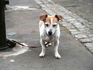 В Хорватии писающие собаки уничтожают фонарные столбы