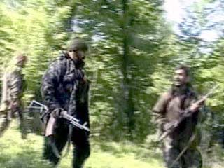 В Панкисском ущелье находится до 700 боевиков, периодически участвующих в боевых действиях на территории Чечни