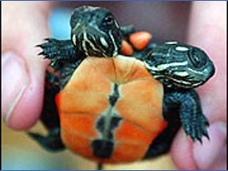 Канадская семья нашла маленькую двуглавую черепаху. Теперь земноводное живет в аквариуме с галькой, водой и искусственными растениями