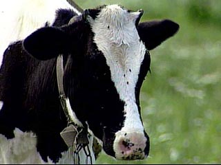 Больная корова может дорого стоить экономике Канады