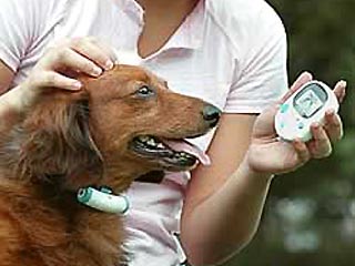 В Японии разработана технология, которая позволяет собакам в прямом смысле общаться с хозяевами по мобильному телефону. Консорциум компаний, включая электротехнического гиганта Mathushita Electric и создателя игрушек Takara