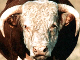 Сперма лучшего быка в мире стоит 180 тыс. евро за литр