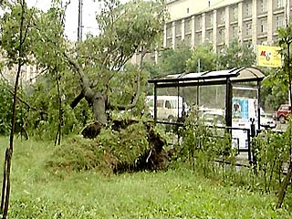 В Москве в воскресенье шквалистым ветром повалило несколько десятков деревьев, есть пострадавшие