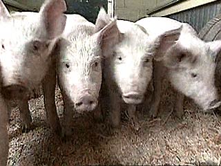 В Самарской области выращивают свиней, названных в честь Чубайса
