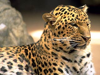 В Индии леопард напал на человека, сорвав церемонию открытия нового здания