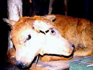 На египетской ферме родился теленок с двумя головами шестью ногами