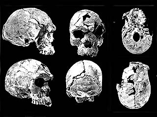 Во время раскопок в Эфиопии ученые обнаружили человеческие черепа, возраст которых, по предварительным оценкам, составляет 160 тысяч лет