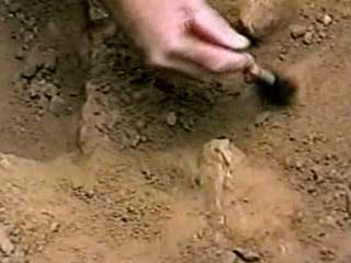 На территории Тамани, под Темрюком обнаружены останков древних животных.