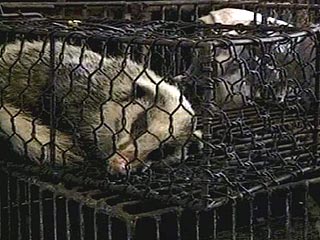 В Китае запретили есть диких животных