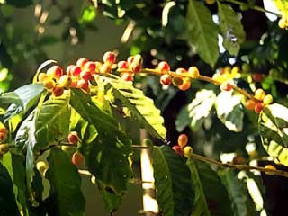Японские генетики выращивают кофейные деревья без кофеина