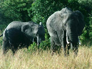 Армия Малави пытается отловить 200 разъяренных слонов, сбежавших из заповедника