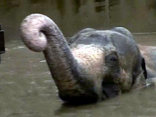 В костромских болотах утонула слониха