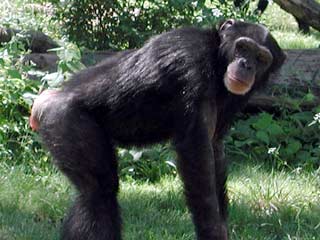 Ловить разгуливающую по улице шимпанзе пришлось на днях жителям и милиции одного из районов столицы