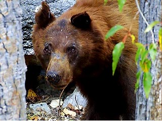В Новгородской области засеяли поля для подкормки медведей и кабанов