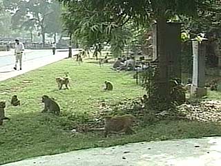 Правительственные здания в центре Дели стали местом обитания диких обезьян