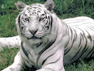 Посетители московского зоопарка с 1 июля могут увидеть белого тигра с голубыми глазами. Пятилетний тигр появился в Москве месяц назад. Все это время он был на карантине и привыкал к новым условиям