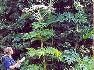 Из России в Великобританию доставят специальные грибы, которые помогут побороть Heracleum mantegazzianum, гигантский сорняк, который достигает 15 футов в длину