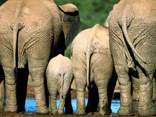 Служители индийского храма застраховали своих слонов на миллион долларов