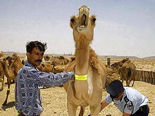 Совет бедуинских старейшин решил "засветить" своих верблюдов