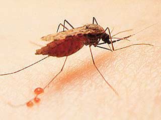 В Подмосковье вспышка заболеваемости малярией