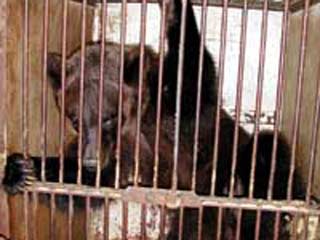 В городе Железногорске Красноярского края медведь загрыз насмерть сотрудницу зоопарка