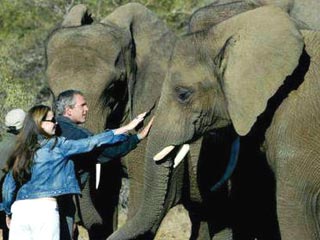 Вопреки сомнениям охраны, президент подошел к слону, погладил его по хоботу