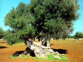 В итальянской области Пулия исчезли тысячи многовековых оливковых деревьев