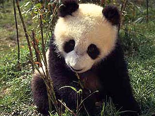 Убийца панды приговорен к 14 годам лишения свободы