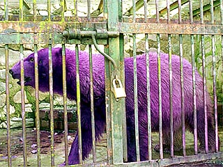В аргентинском зоопарке белый медведь стал фиолетовым