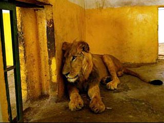 В Багдаде открылся зоопарк. Звери отходят от шока