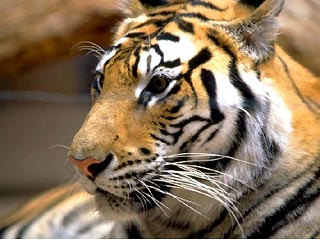 В кишиневском зоопарке тигр откусил ребенку руку