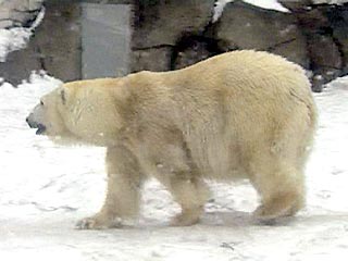 В разгар июльской жары в московском зоопарке пошел снег