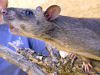 В Танзании гигантские крысы будут работать саперами