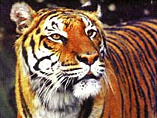 Сбежавший из зоопарка тигр испугался людей и вернулся в клетку