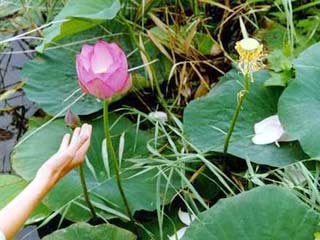 В Хабаровском крае погибло озеро с цветущими лотосами