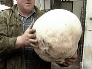 В Башкирии найден гриб-дождевик весом 5 кг