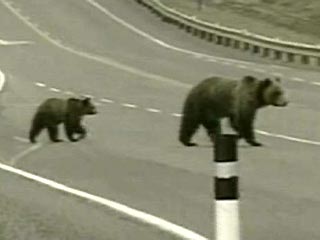 На ядерный центр в Сарове проникла медведица с медвежонком