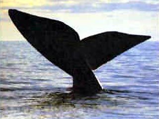 Гигантский горбатый кит напал на мореплавателей недалеко от восточного побережья Австралии. Только по счастливой случайности никто не пострадал, но люди, которые находились на лодке, до сих пор не могут оправиться от шока