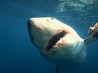В Калифорнии белая акула убила местную жительницу, когда та плавала вместе с морскими котиками. Инцидент произошел на глазах 30 спасателей, которые тренировались на берегу