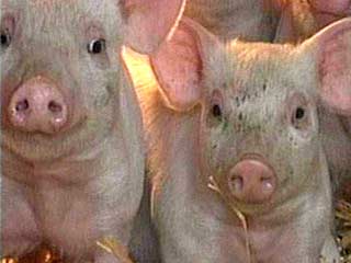 В Великобритании снимут фильм о двух отважных свинках, сбежавших по дороге на бойню